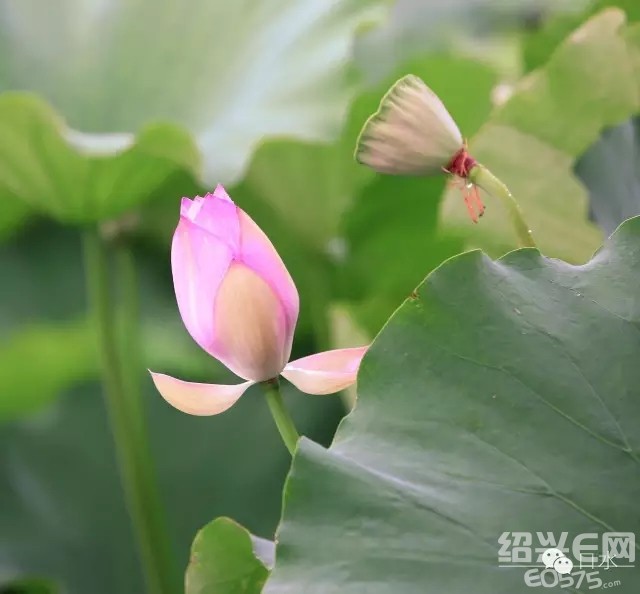 荷韵卷香风十里珠帘