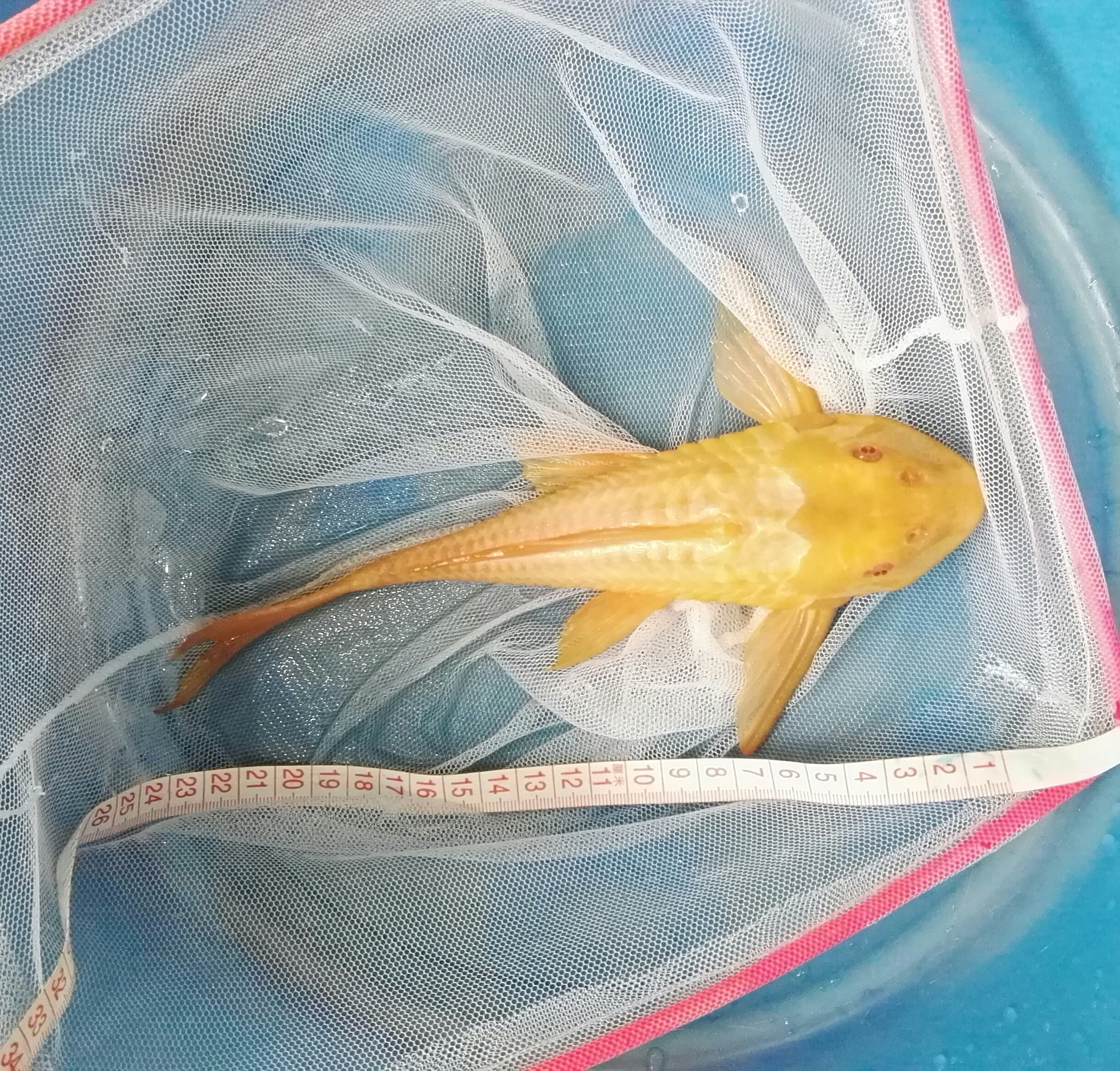 减密度出红眼大帆女王,全品黄头侧颈龟,智能加热棒,养水四胞胎_绍兴转