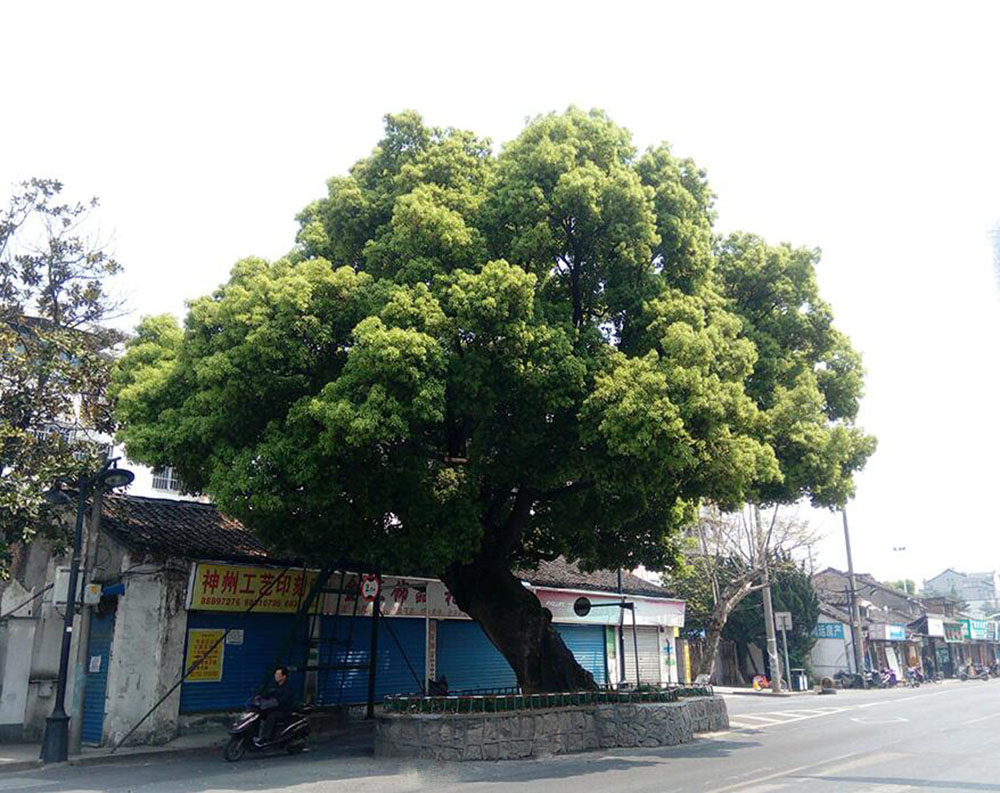绍兴市市树,绍兴市诸暨市(第2页)_大山谷图库