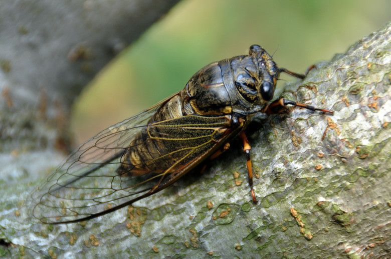 绍兴有没有黑知了