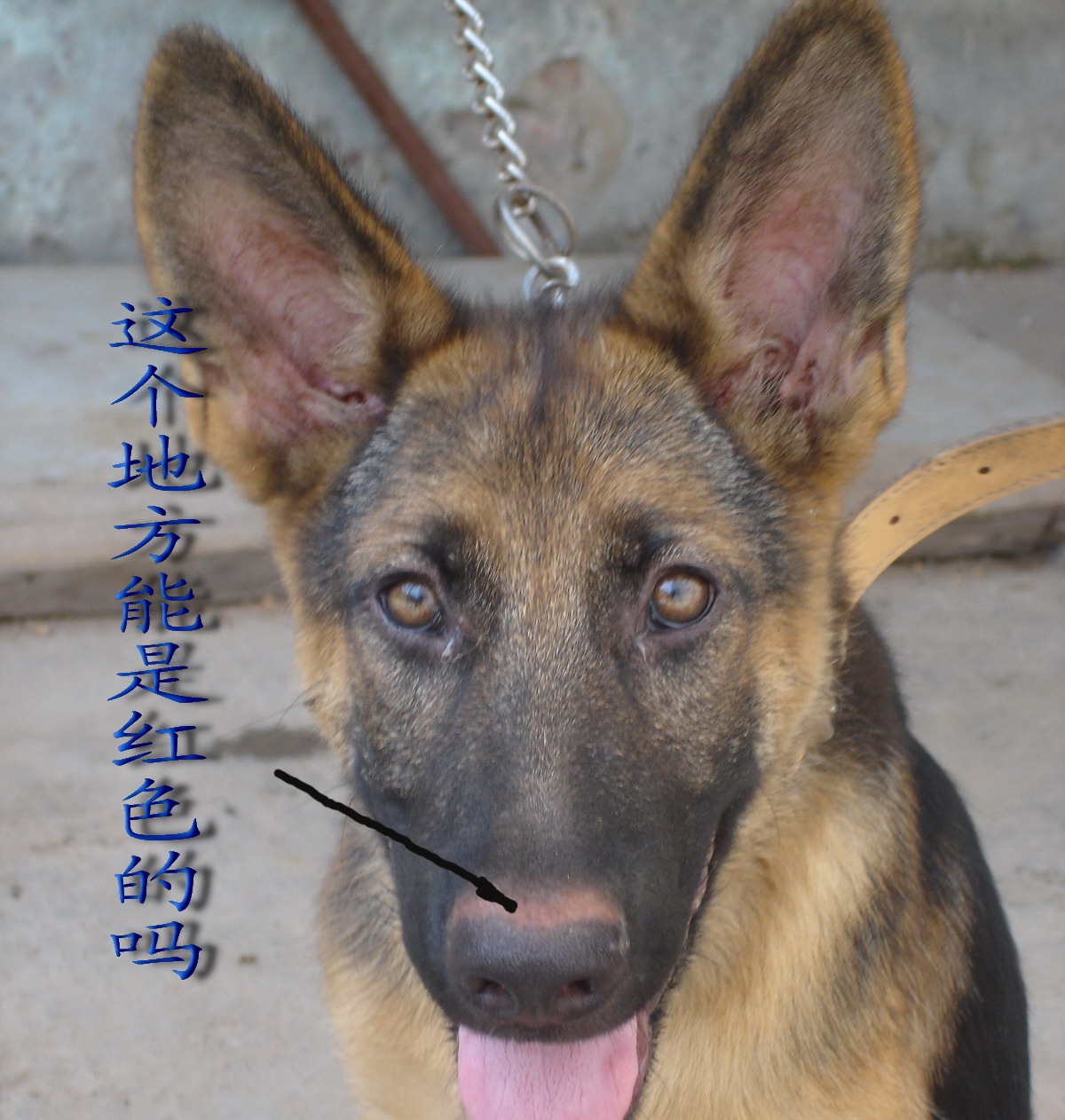 请大家帮我看看|狗狗公社 - 绍兴e网论坛 - 绍兴地方门户网站 - 绍兴