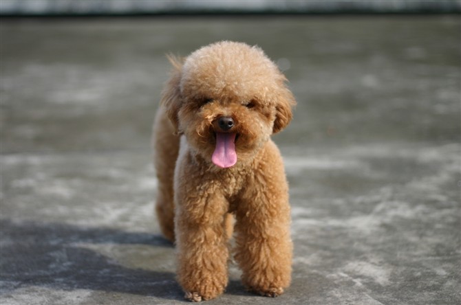 关于贵宾狗体型的标准,迷你,玩具的分类说明