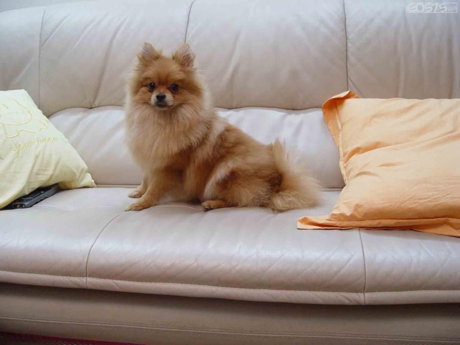 一只西洋狗半送半买